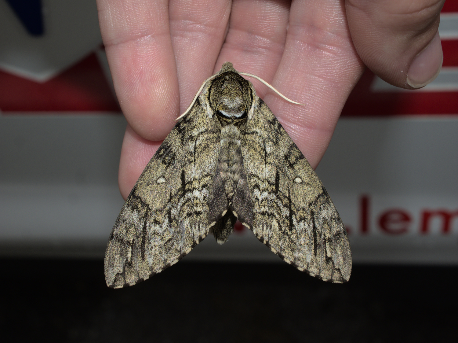 Another new sphinx for LEMSA_20210702.jpg